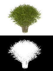 bush isolated on white background with alpha channel