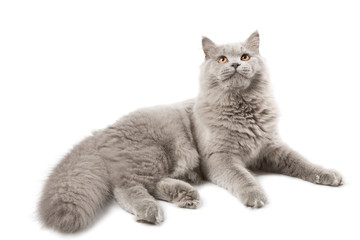Fototapeta premium cute british kitten isolated