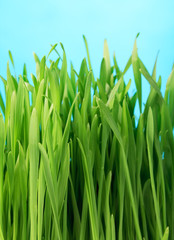 Fototapeta na wymiar Healthy grass