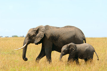 Fototapeta na wymiar Słonie afrykańskie matki i dziecka