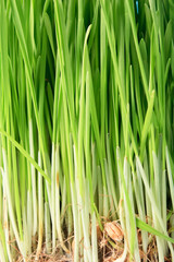 Healthy grass