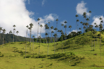 Beauty of Valle de Cocor