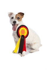 jack russell terrier winner