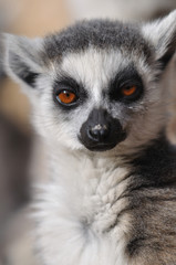 portrait of lemur