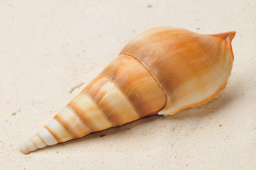 Muschel