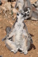 lemur taking sun bath