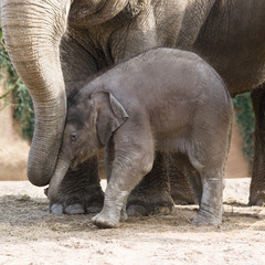 Asian baby elephant playing