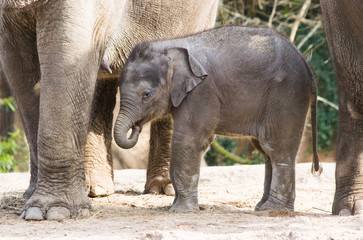Naklejka premium Asian female baby elephant