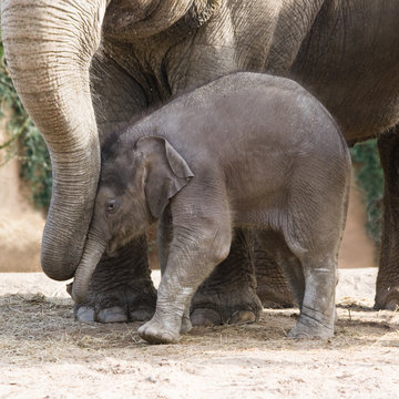 Asian Baby Elephant Playing