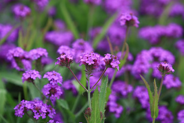 Fototapeta premium purple