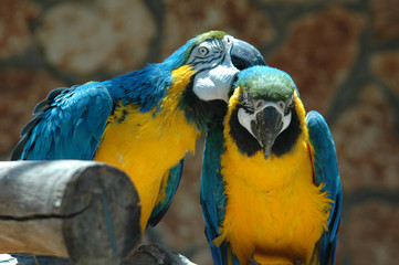 Kiss of Macaw