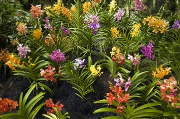 Fototapeten Orchids in Orchid Garden of Royal Botanical Gardens Singapore © anemone