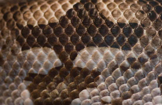 Snake skin - brown and white
