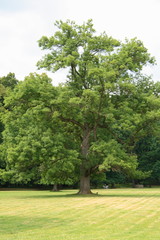 Old tree in the park