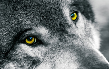 yeux de loup