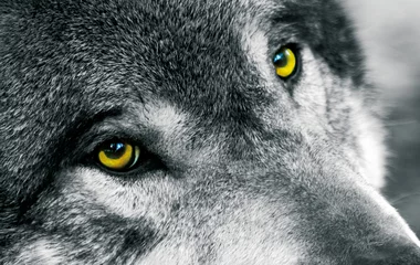 Photo sur Plexiglas Loup yeux de loup