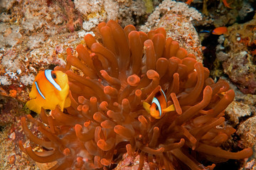 Fototapeta na wymiar anemonefish and red bubble anemone