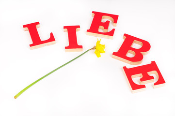 Liebe mit Osterglocke