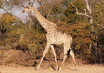 Mosi-oa-Tunya Giraffe