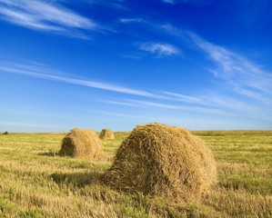 summer in the fields
