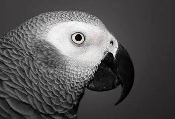African Grey Parrot