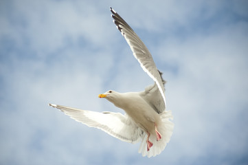 Hovering seagul