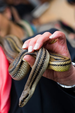 Italian Snake Festival
