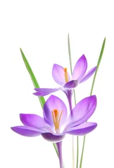 Fototapete Krokusse violetter Frühlings-Krokus