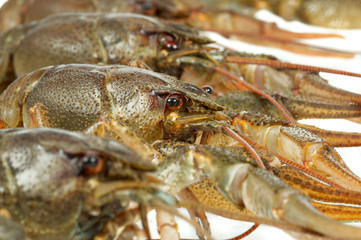 European crayfish