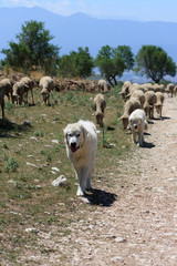 Naklejka premium dog shepherdesses of Abruzzi