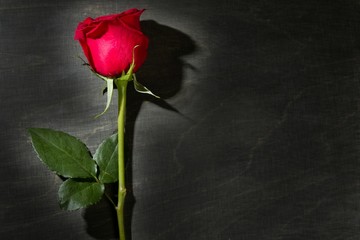 Red rose macro over dark black wood