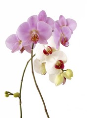 Fototapeta na wymiar orchids arragement