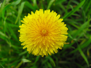 Dandelion flower