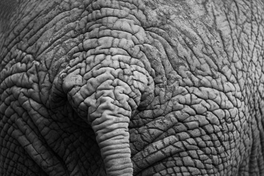 Elefanten detail