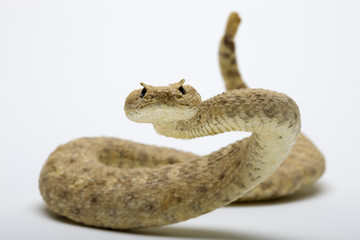 Rattlesnake - Powered by Adobe