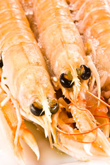 prawn closeup