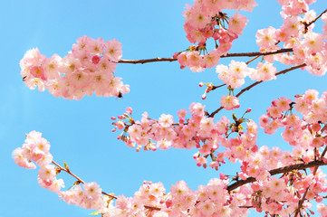 Blooming cherry tree branches against a clear blue sky