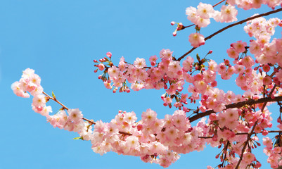 Blooming cherry tree branches against a clear blue sky