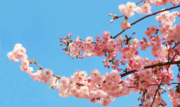Blooming cherry tree branches against a clear blue sky