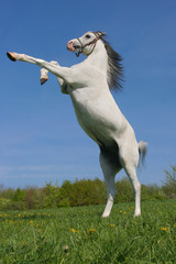 Obraz na płótnie Canvas Stallion przeciw błękitne niebo