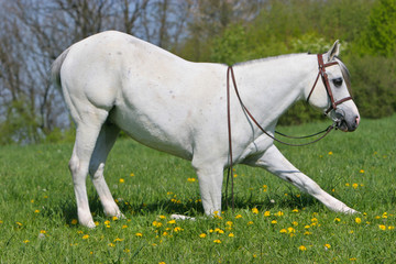 Pferd Kompliment