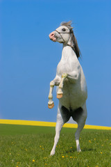 Hengst