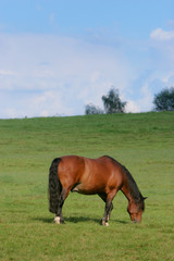 Pferd auf Wiese