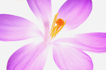 close up of blue crocus flower