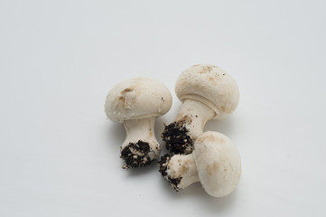 funghi prataioli