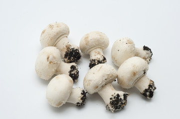 funghi prataioli
