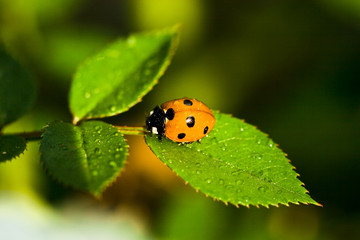 ladybug sitting on green grass with water drops