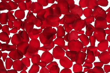 Red rose petals texture background