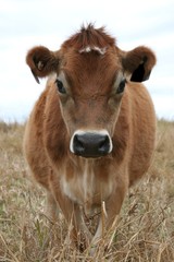 Cow