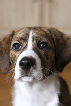 Female Mt Feist and Beagle Mixed Breed Puppy